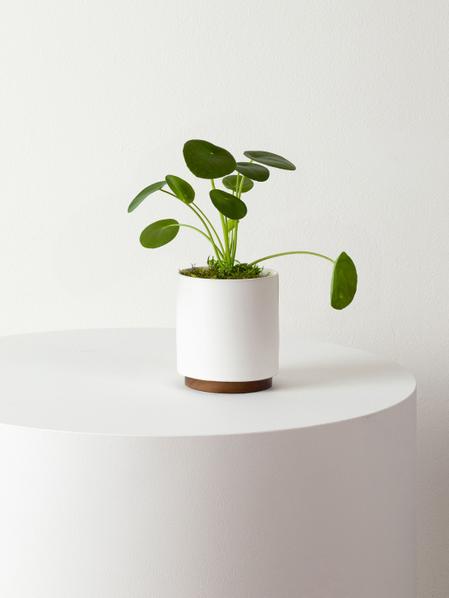 Pilea Peperomioides