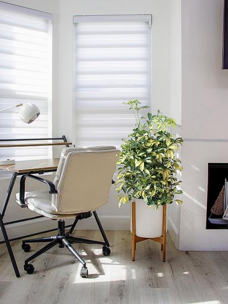 Schefflera Gold Capella