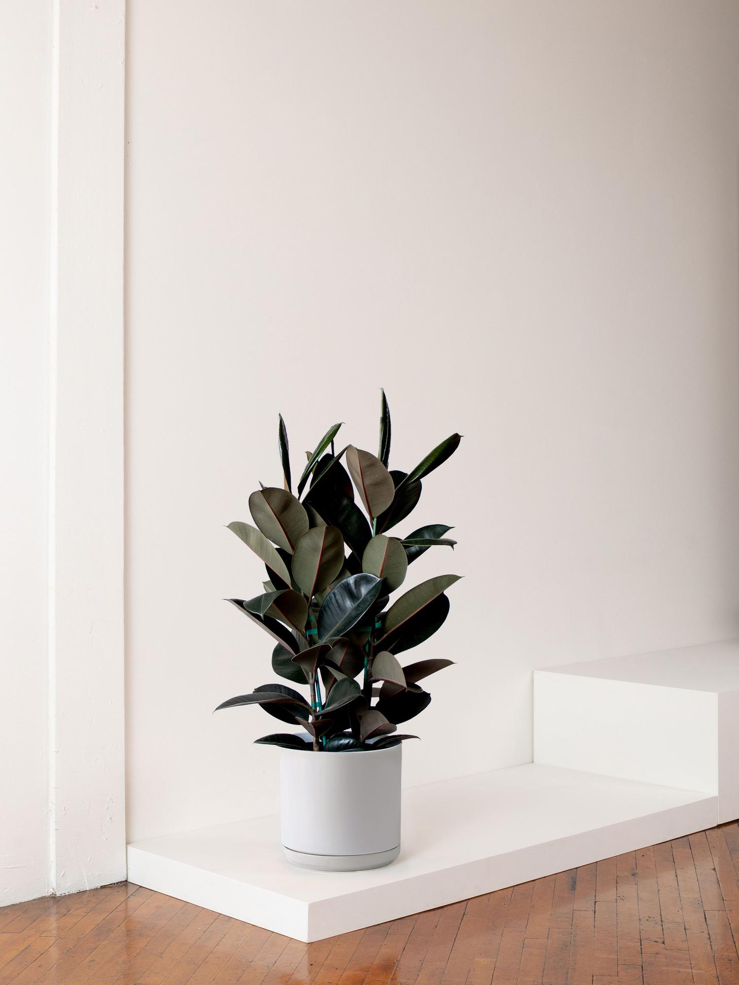 Rubber Tree