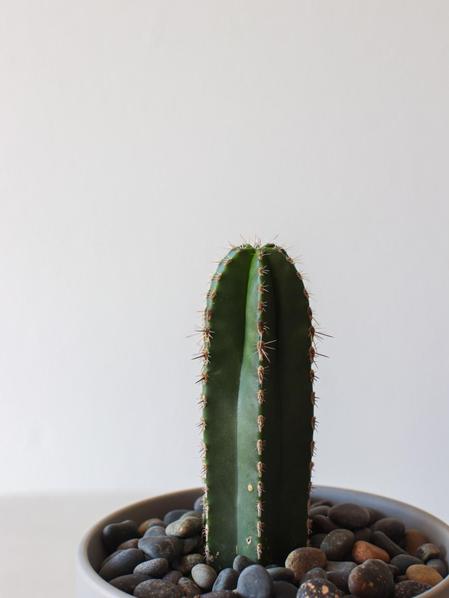 Mexican Fence Post Cactus