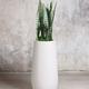 Black Coral Snake Plant