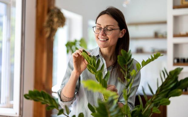 Plantes d'intérieur & accessoires à offrir