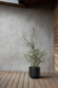 Olive Bush