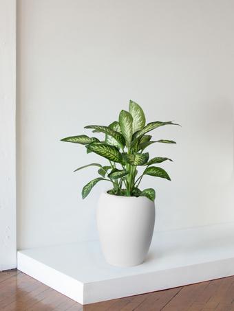 indoor plants picture