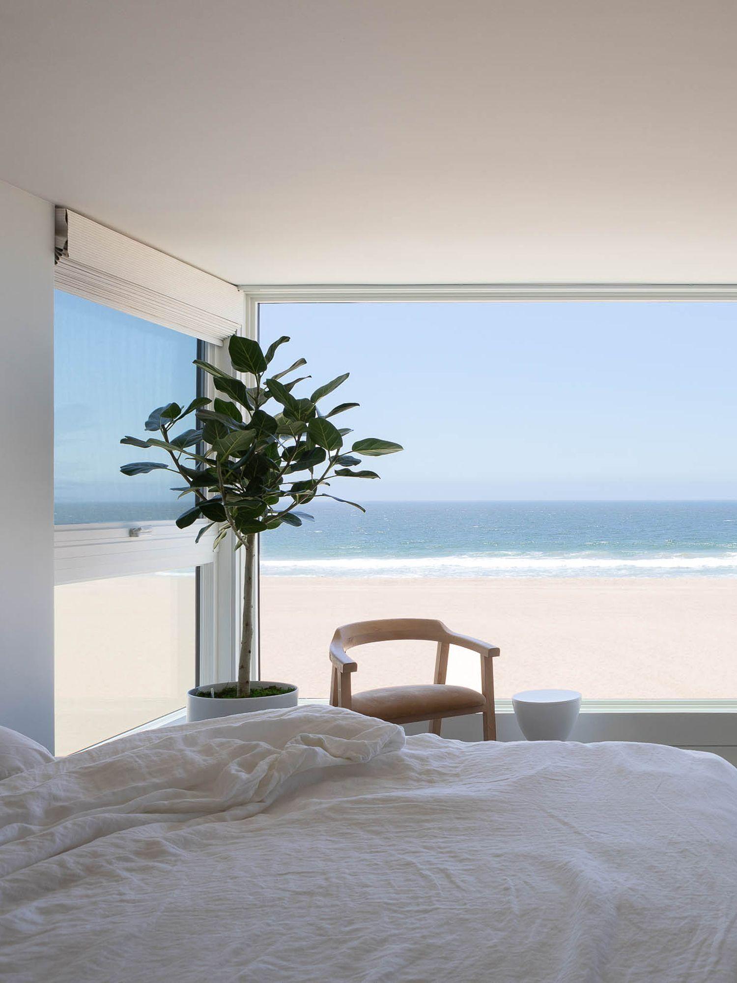 Easiest Ficus to own
