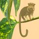 Plant Animal - Tamarin