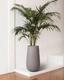 Kentia Palm