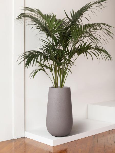 Kentia Palm