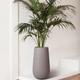Kentia Palm
