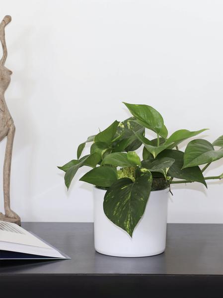 Pothos Cascade - Mid-Century