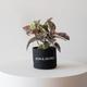 Ruby Rubber Plant
