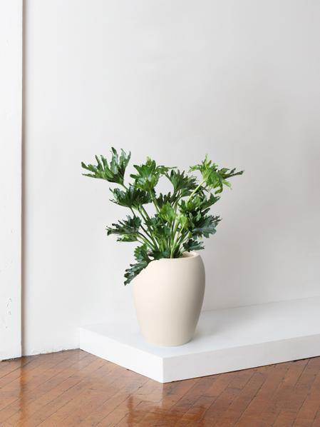 Hope Philodendron