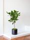 Arbre Ficus Audrey