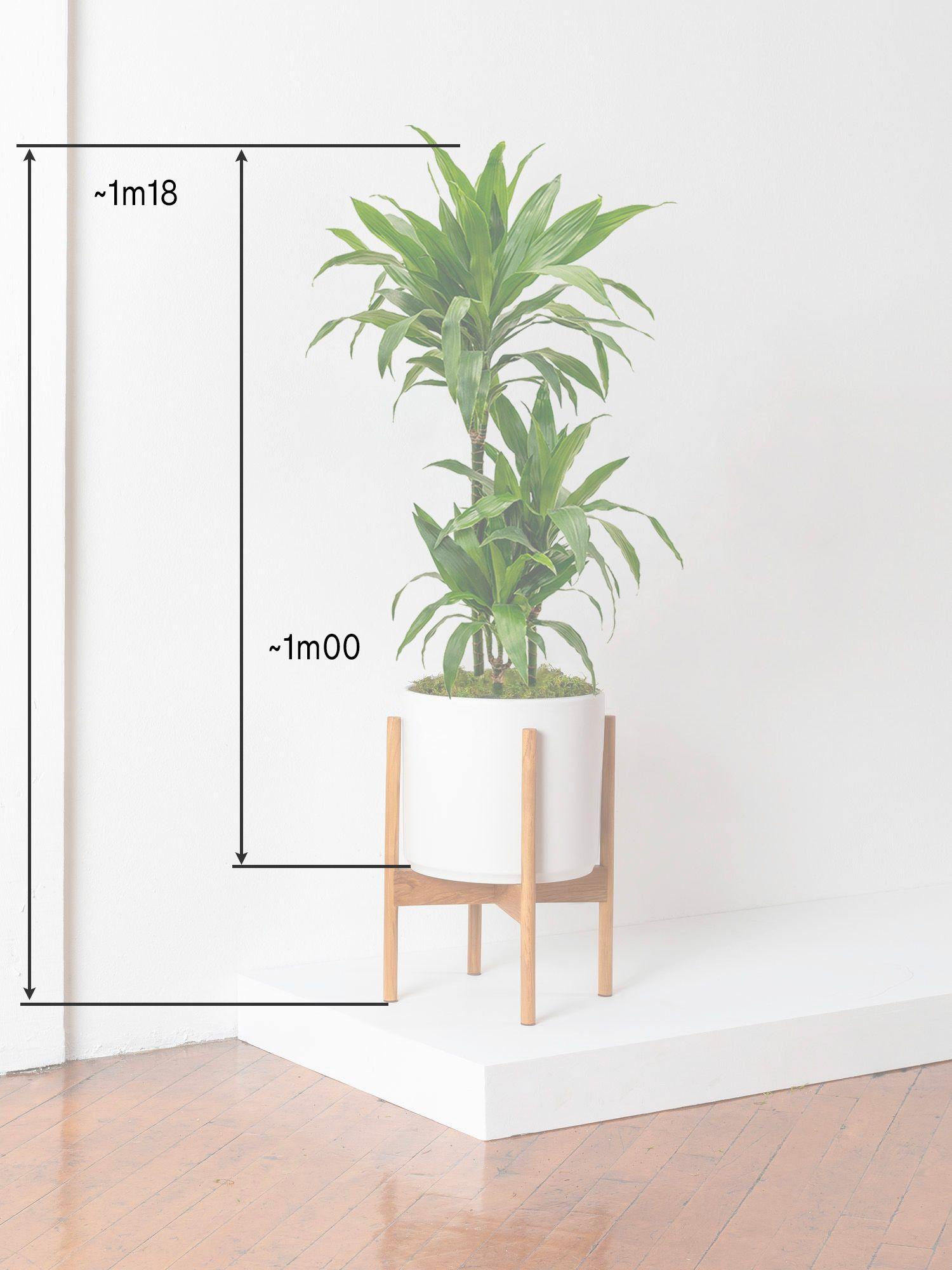 Dracaena Fragrans Janet