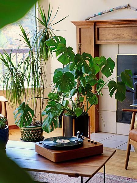 Monstera Deliciosa