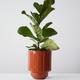 Fiddle Leaf Fig Plant