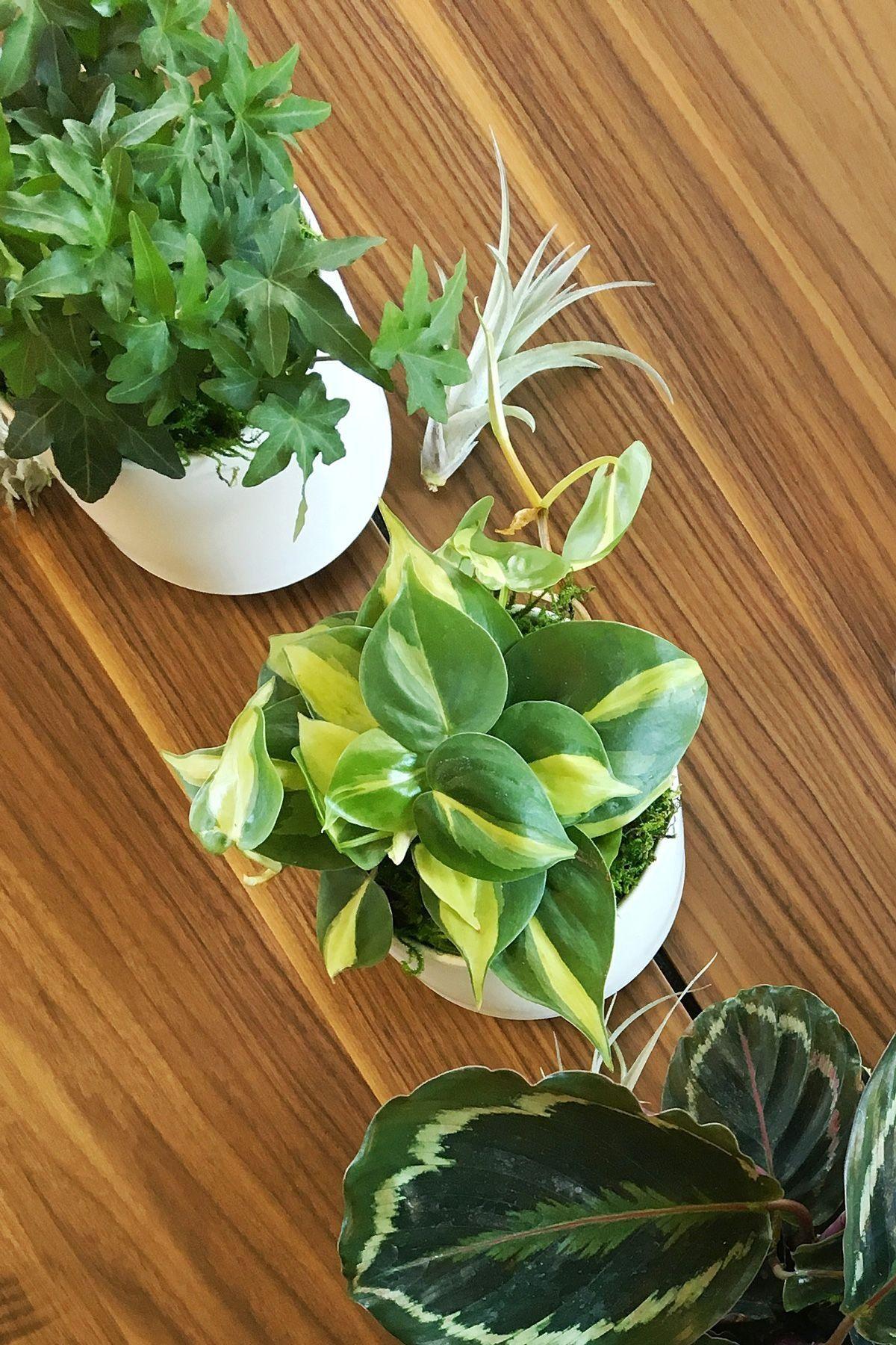 Philodendron Brasil - White Ceramic