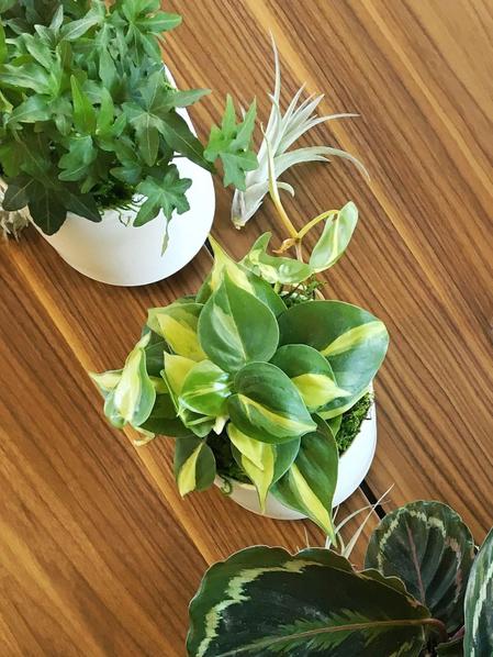 Philodendron Brasil