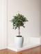 Ficus Benjamina