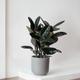 Rubber Tree