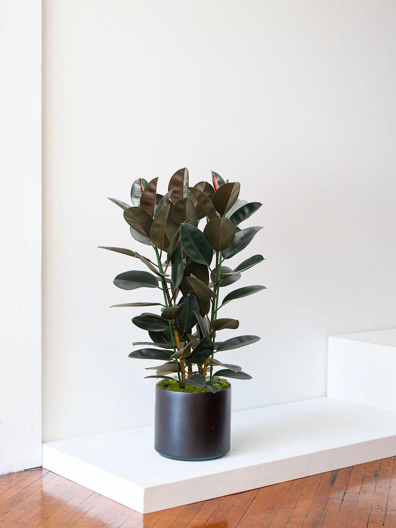 Ficus Elastica Abidjan