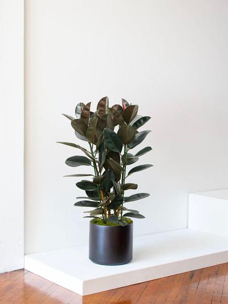 Ficus Elastica Abidjan