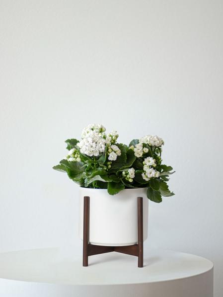 Snowdrop Calandiva