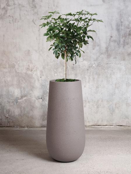 Schefflera Tree