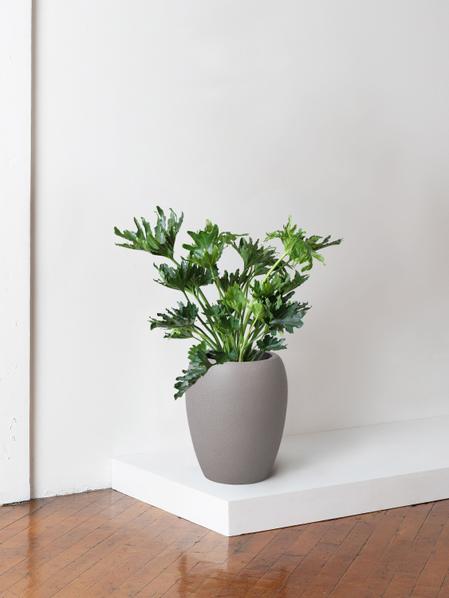 Hope Philodendron