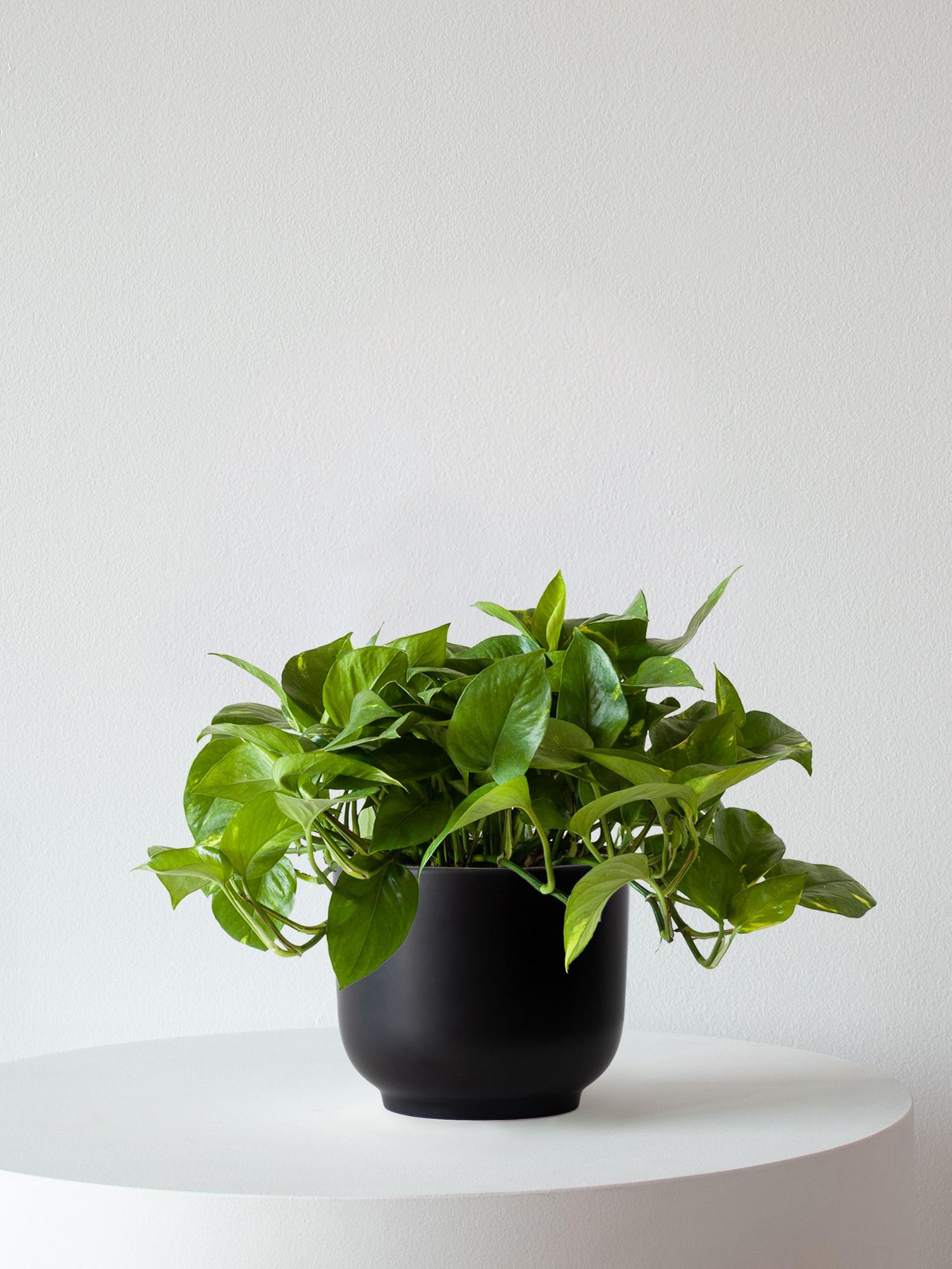 large planter indoor Rounded Terra Cement Planter | Modern Home Floral Décor