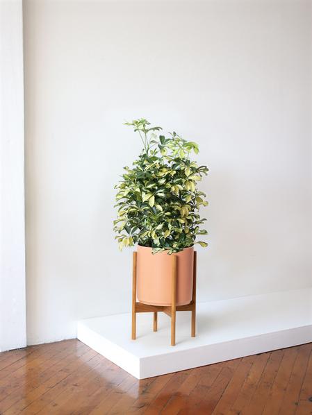 Schefflera Tree Gold Capella