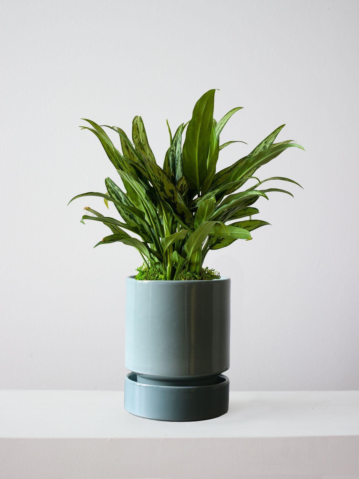 Tiger Evergreen