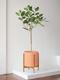 Ficus Audrey Tree