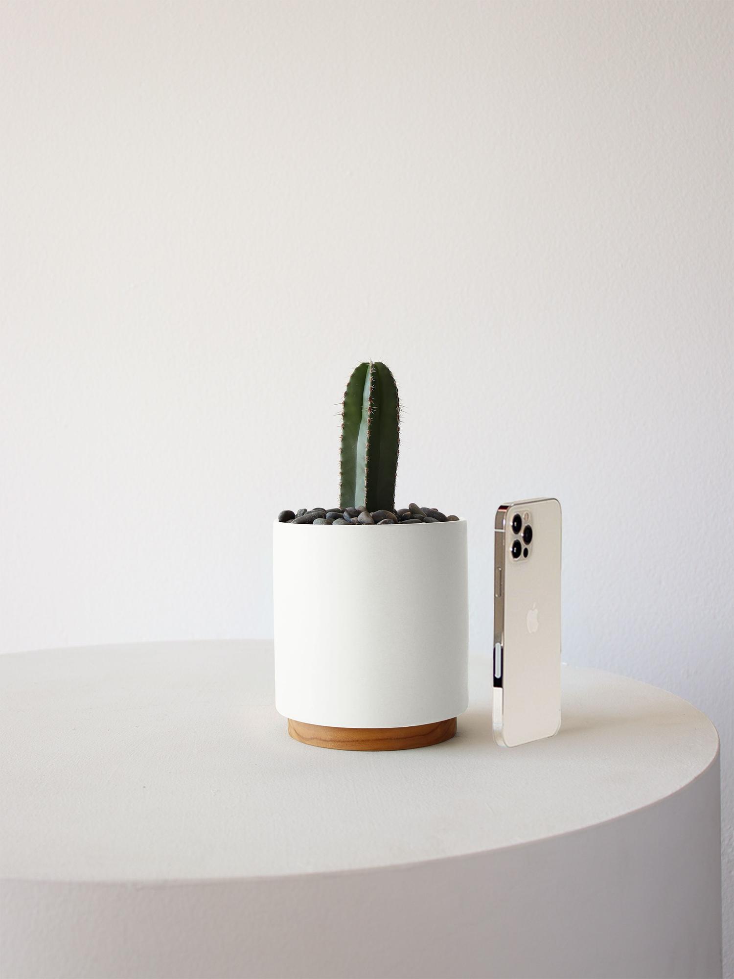 Mexican Fence Post Cactus