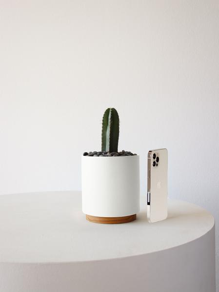 Mexican Fence Post Cactus