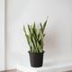 Snake Plant Laurentii