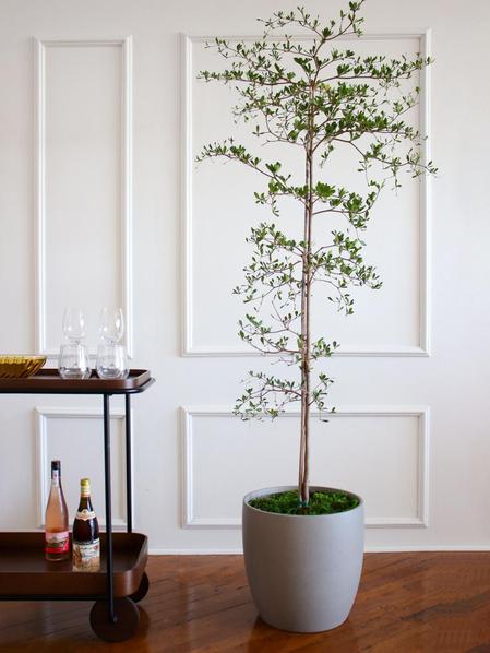 Black Olive Tree