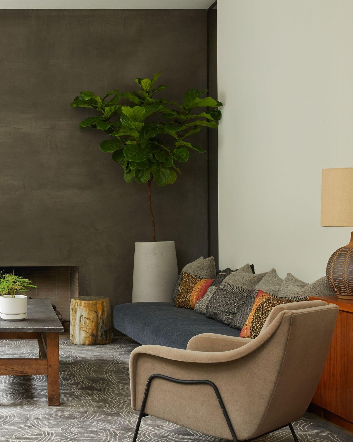 Fiddle Leaf Fig Tree