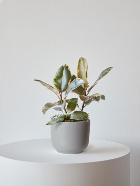 Tineke Rubber Plant