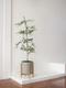 Black Olive Tree