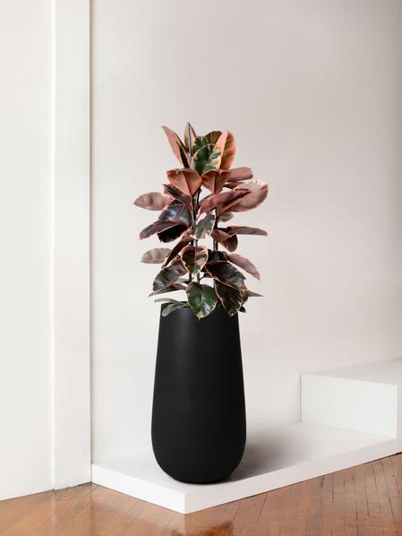 Ruby Rubber Tree