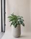 Silver Evergreen