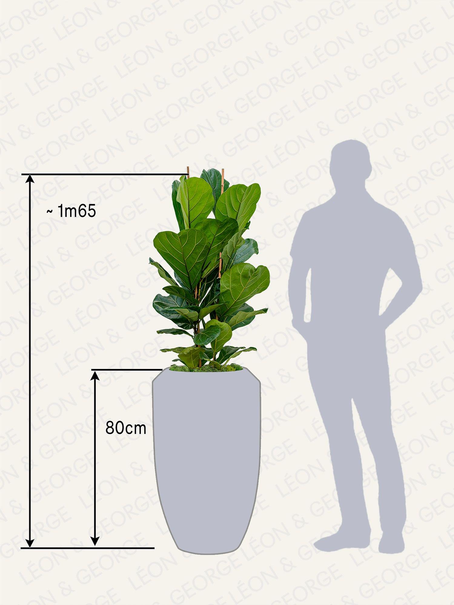 Ficus Lyrata Buisson