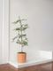 Black Olive Tree