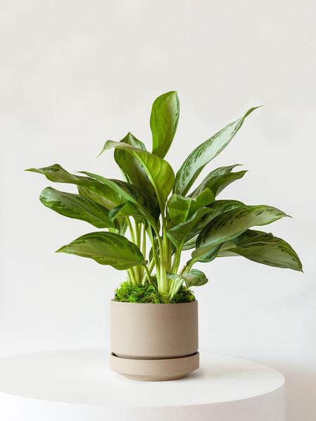 Silver Evergreen - Scandinavian