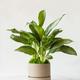 Silver Evergreen