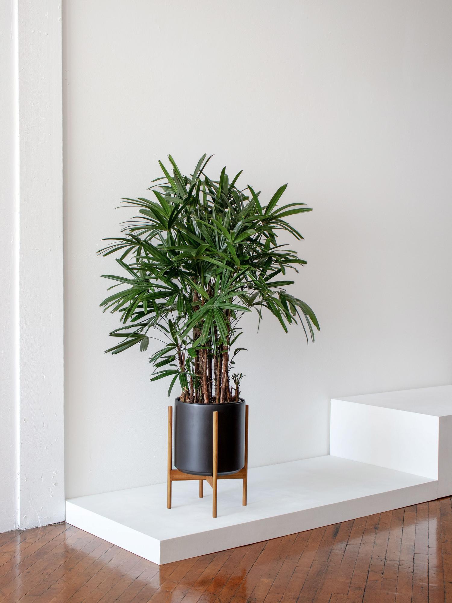 how to care for a peace lily plant Peace Lily Plant Care - How to Grow Spathiphyllum wallisii main image 0