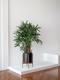 Lady Palm
