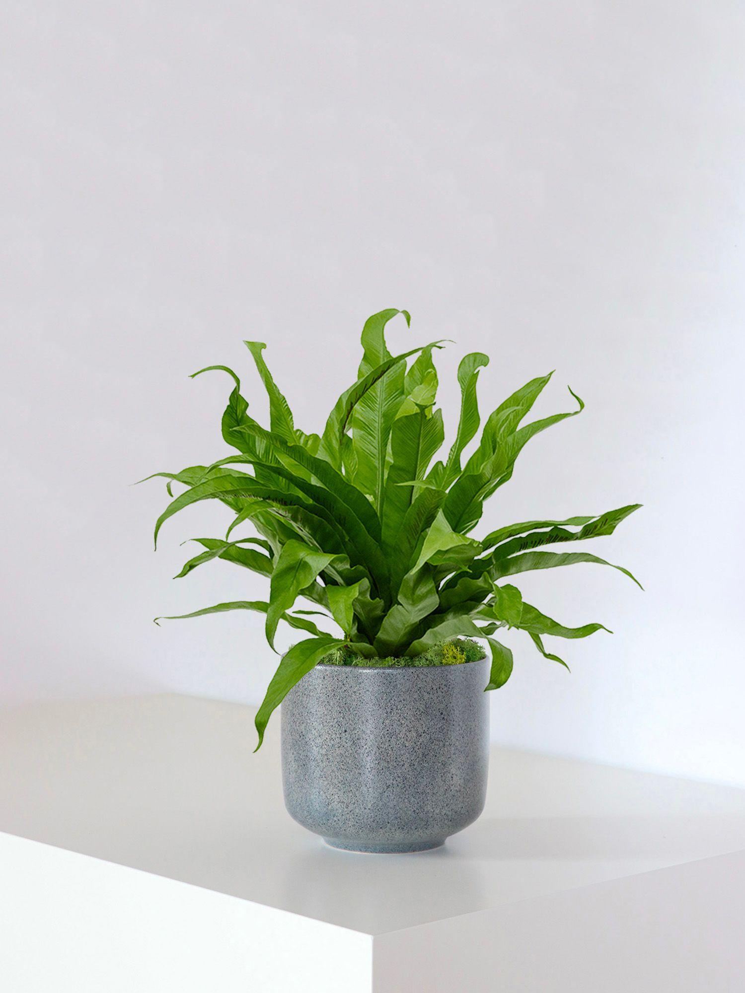 Fougère nid d'oiseau