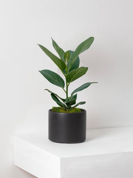 Ficus Audrey